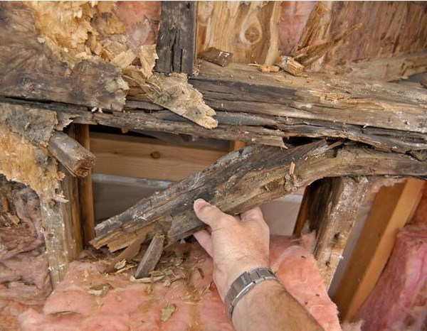 Человек проверяет сгнивший деревянный каркас дома